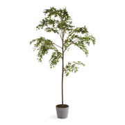 Maple Tree 84in - Callender & Co