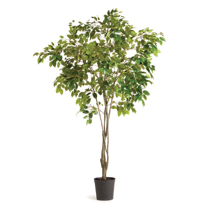 Grand Ficus Tree 8' - Callender & Co