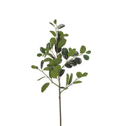 Oriental Ficus Branch